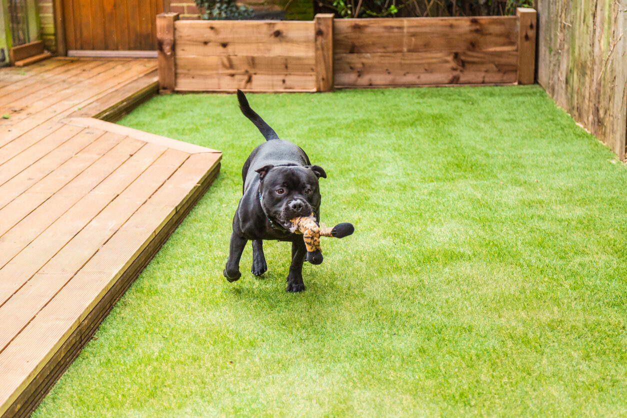 Pet turf install